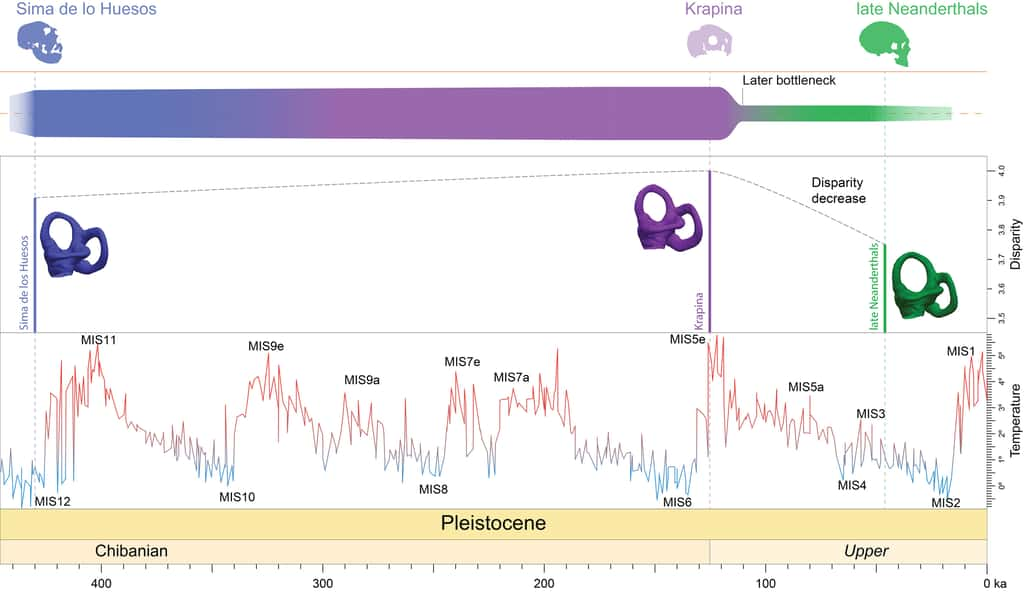 L'analyse d'un petit os présent dans l'oreille interne a permis de mettre en évidence une baisse de la diversité génétique chez Néandertal à partir de 110 000 ans. © Urciuoli et <em>al.,</em> 2025, <em>Nature communications</em>