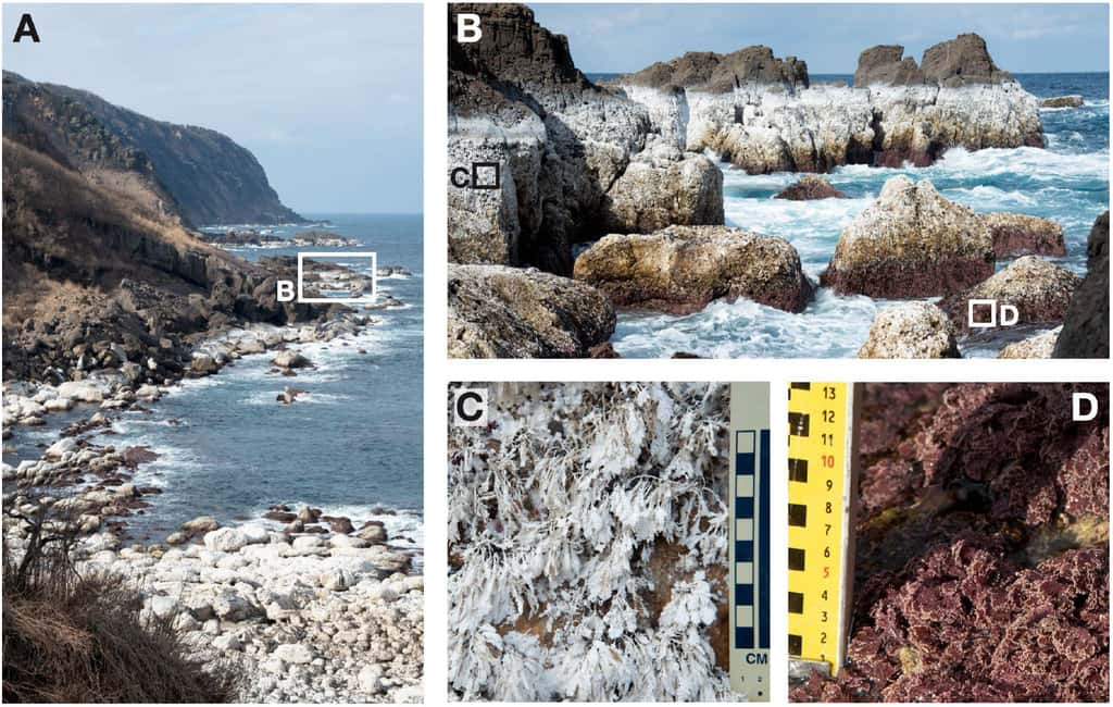 Les algues blanches sur la côte de Noto mettent en évidence la zone qui était auparavant submergée et qui est désormais à l'émersion suite au séisme. © Fukushima et <em>al.</em>, <em>Science Advances</em> 10, eadp9193 (2024)