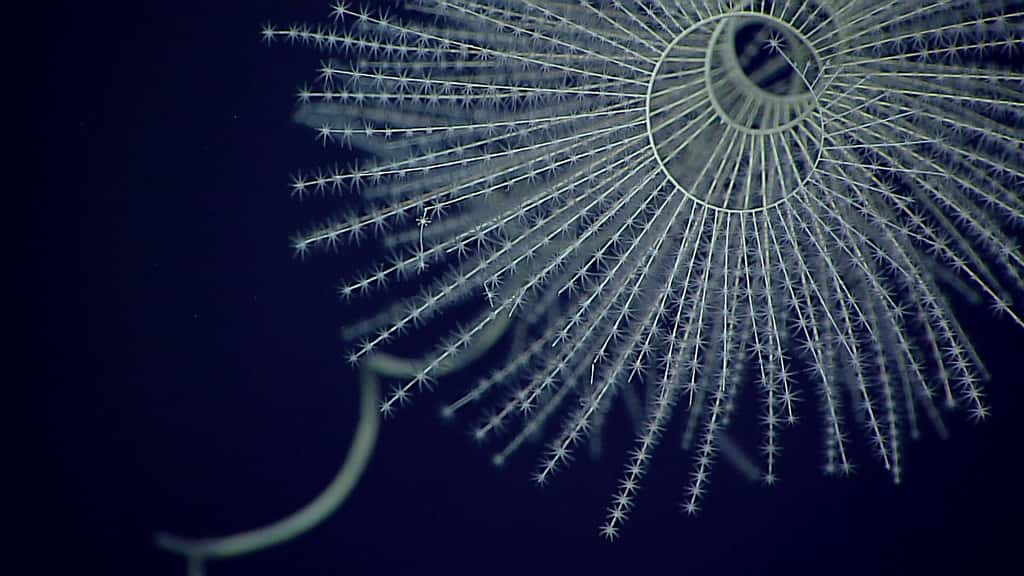 <em>Iridogorgia magnispiralis</em> est une espèce d'octocoralliaire bioluminescente. © NOAA, <em>Office of Ocean Exploration and Research, Deepwater Wonders of Wake</em>