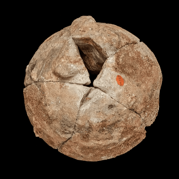 Le nodule rempli d'agate était en fait un œuf de dinosaure. © <em>Natural History Museum, London</em>