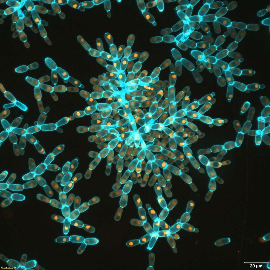 Cellules de levure en amas. © Tony Burnetti et Will Ratcliff, <em>Georgia Institute of Technology</em>