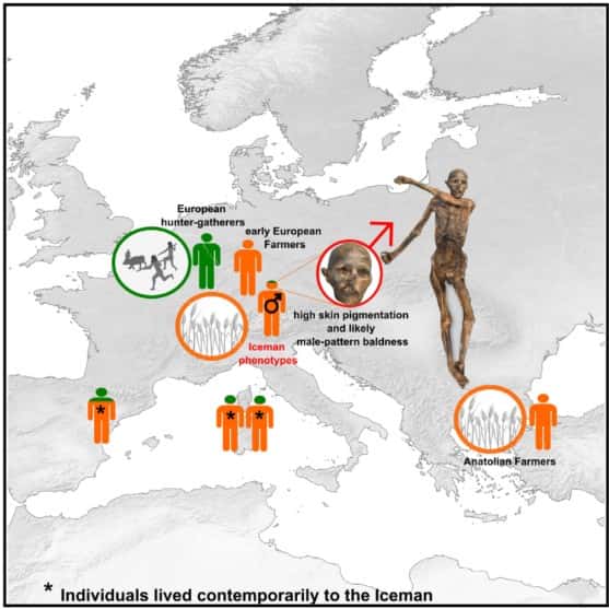Contrairement à de précédents résultats, cette nouvelle étude suggère que Ötzi serait plus apparenté aux premiers fermiers d'Anatolie. © Wang et al. 2023, <em>Cell Genomics</em>, CC by-nc-nd