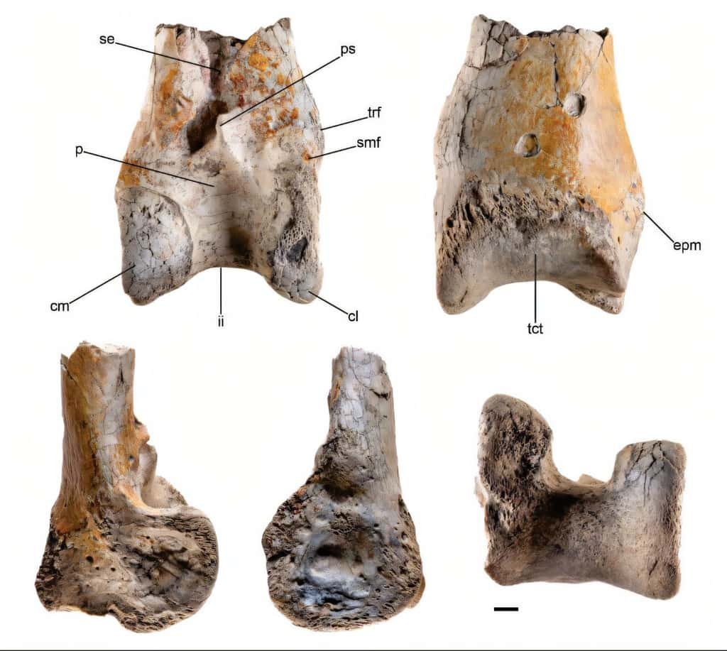 Ossement retrouvé ayant appartenu à une nouvelle espèce géante de <em>Phorusrhacidae.</em> © Degrange et <em>al.</em> 2024, <em>Palaeontology</em>