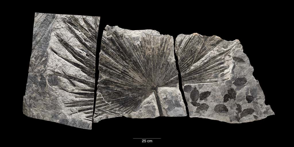 Le Phanérozoïque a été un éon généralement chaud. On trouve ainsi des fossiles de plantes tropicales, comme ici une feuille de sabalites, dans des régions aujourd'hui marquées par un climat polaire (Alaska dans ce cas). © Lucia RM Martino, James Di Loreto et Fred Cochard, <em>Smithsonian</em>