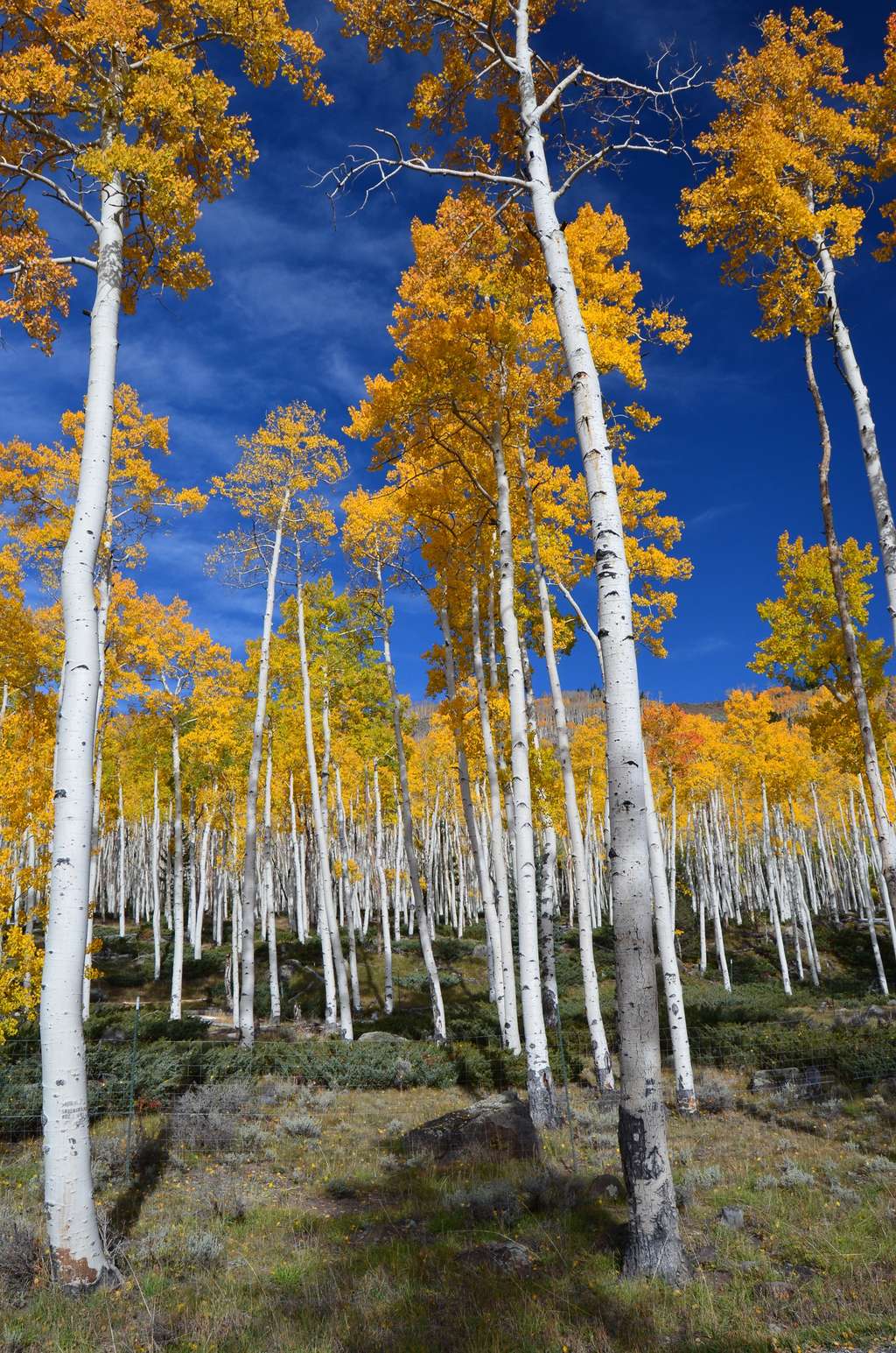 Pando représente un unique organisme composé de clones : des peupliers faux-trembles (<em>Populus tremuloides</em>). © Intermountain Forest Service, USDA Region 4 Photography, Wikimedia Commons, domaine public