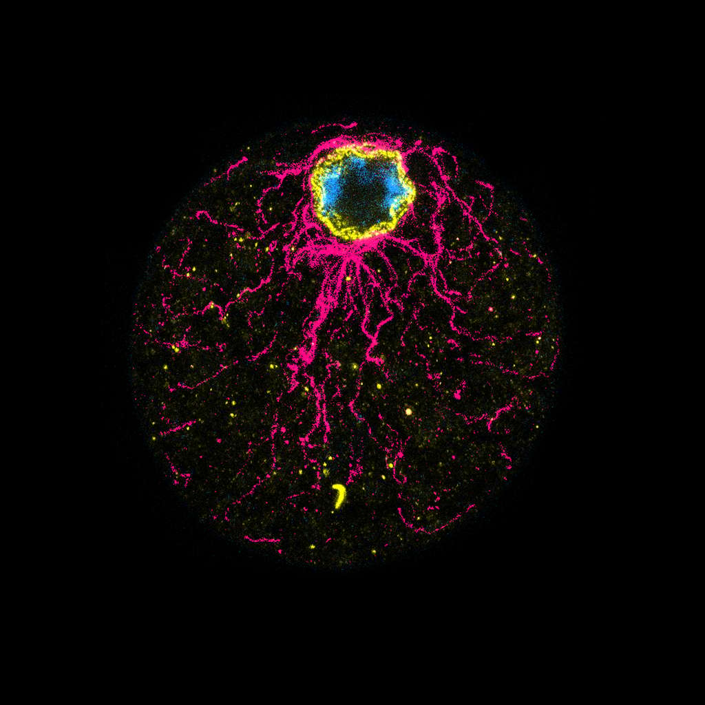 Une cellule de <em>C. perkinsii</em> montrant des signes de polarité, avant la première division. © DudinLab