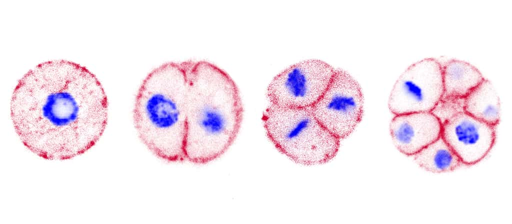 Image présentant la division cellulaire de <em>Chromosphaera perkinsii</em>. © O. Dudin, UNIGE