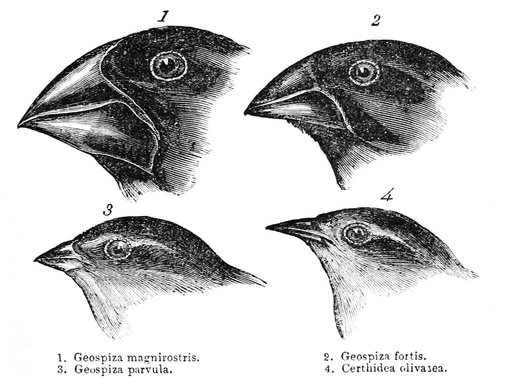 Quatre espèces de pinsons de Darwin, qui présentent des morphologies différentes. L'émergence de plusieurs espèces est liée à la concurrence pour l'accès aux ressources. © John Gould (14.Sep.1804 - 3.Feb.1881), <em>Wikimedia Commons</em>, domaine public