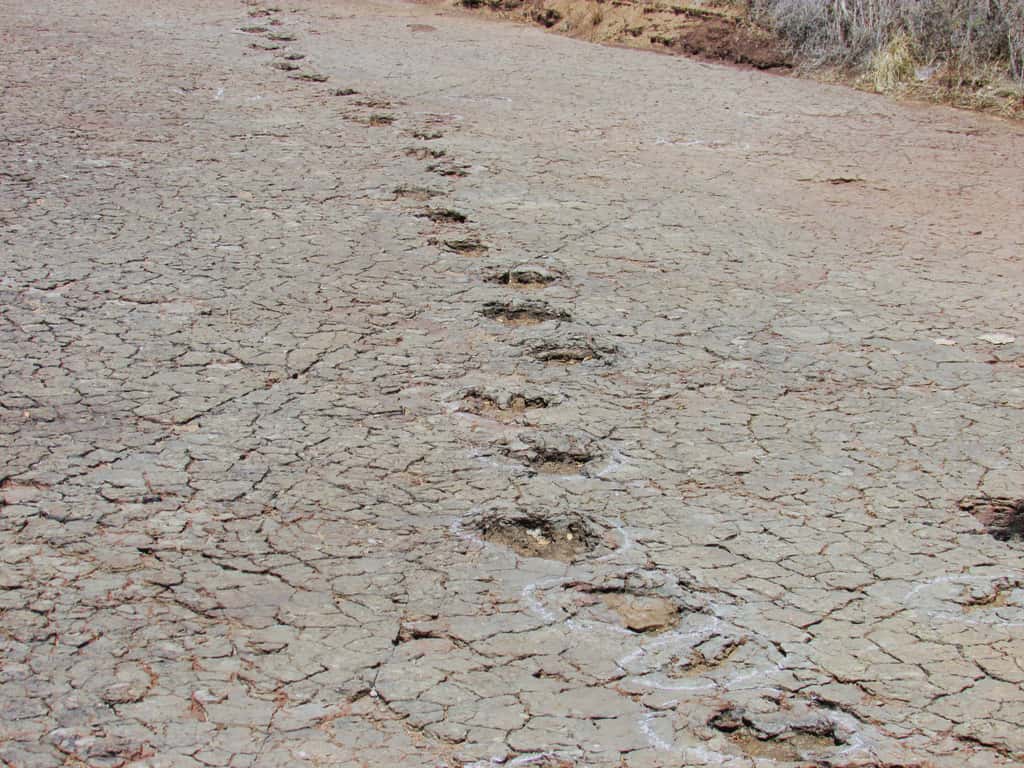 Une longue piste de dinosaure sur le site de Passagem das Pedra, Sousa Basin (Brésil). © Ismar de Souza Carvalho