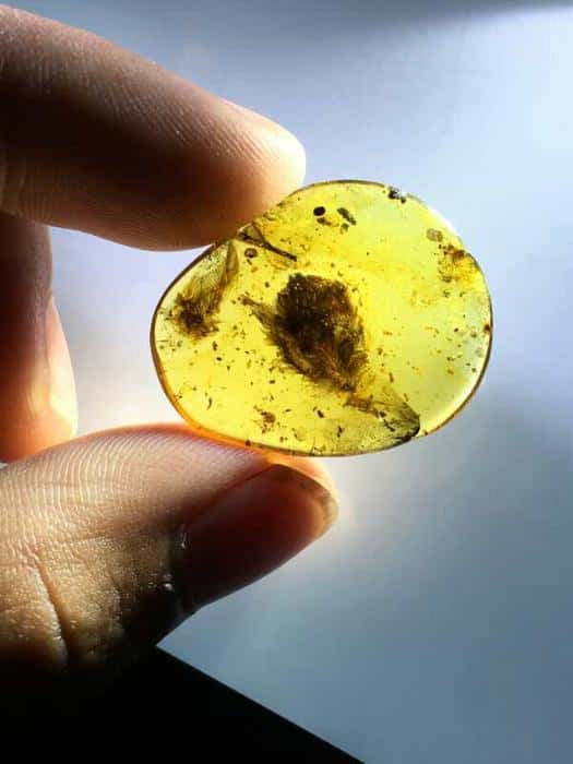 Ces plumes retrouvées dans de l'ambre dateraient de 99 millions d'années. © Shundong Bi