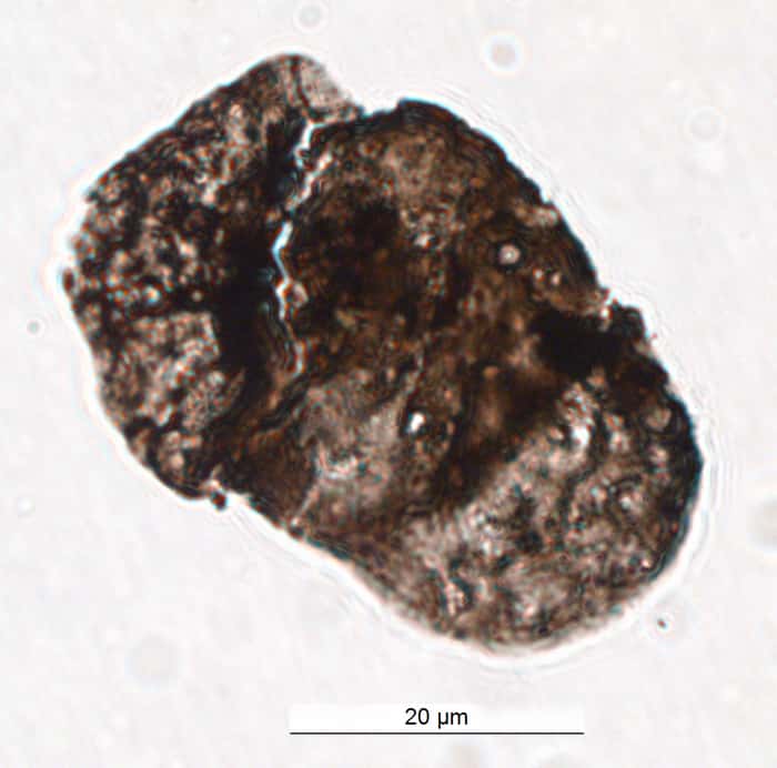 Grain de pollen fossile datant de la fin du Permien (250 millions d'années) et présentant de forts taux de composés anti-UV-B. © Nigpas