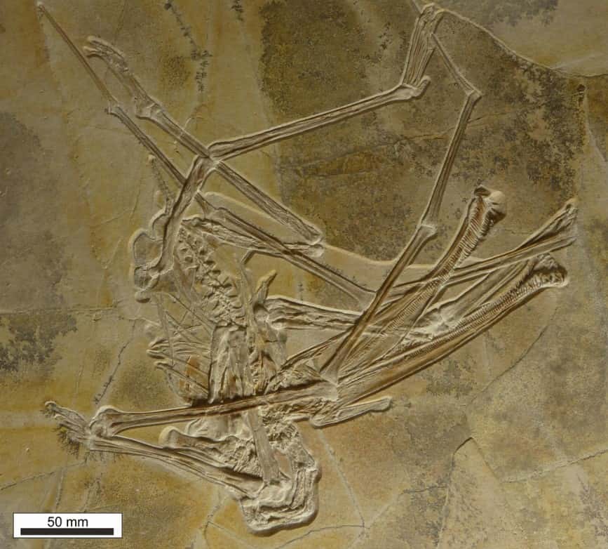 Le squelette de <em>Balaenognathus maeuseri</em> découvert en Allemagne. © Martill et <em>al.</em> 2023, <em>PalZ</em>, CC by 4.0