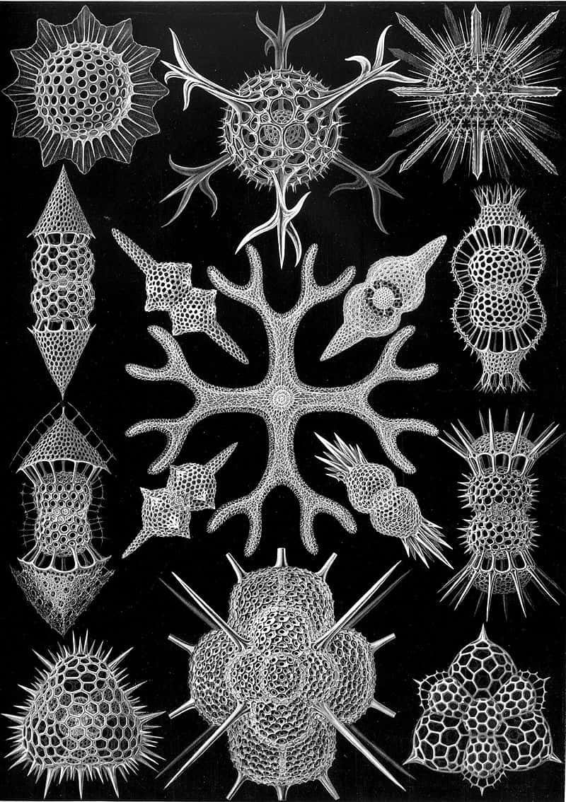 Différentes morphologies de radiolaires. © Ernst Haeckel, Wikimedia Commons, domaine public