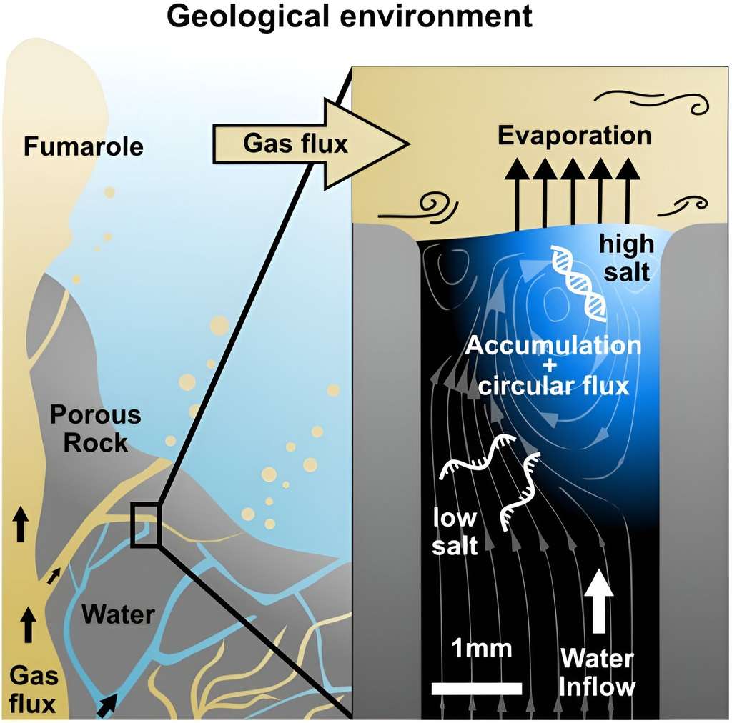 Les conditions physico-chimiques retrouvées au sein de la porosité se situant à l'interface entre un afflux de gaz et un milieu aqueux auraient permis d'activer la réplication des acides nucléiques. © Schwintek <em>et al.</em> 2024, <em>eLife</em>