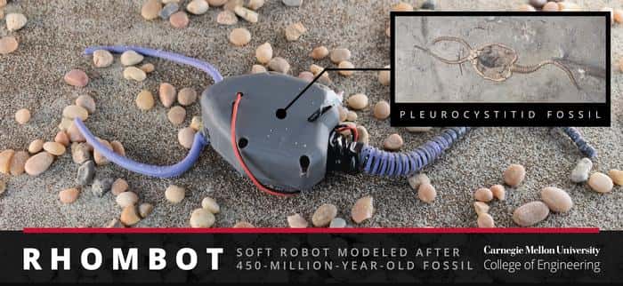 Le robot mou construit sur le modèle des fossiles de pleurocystitides. © <em>Carnegie Mellon University College of Engineering</em>