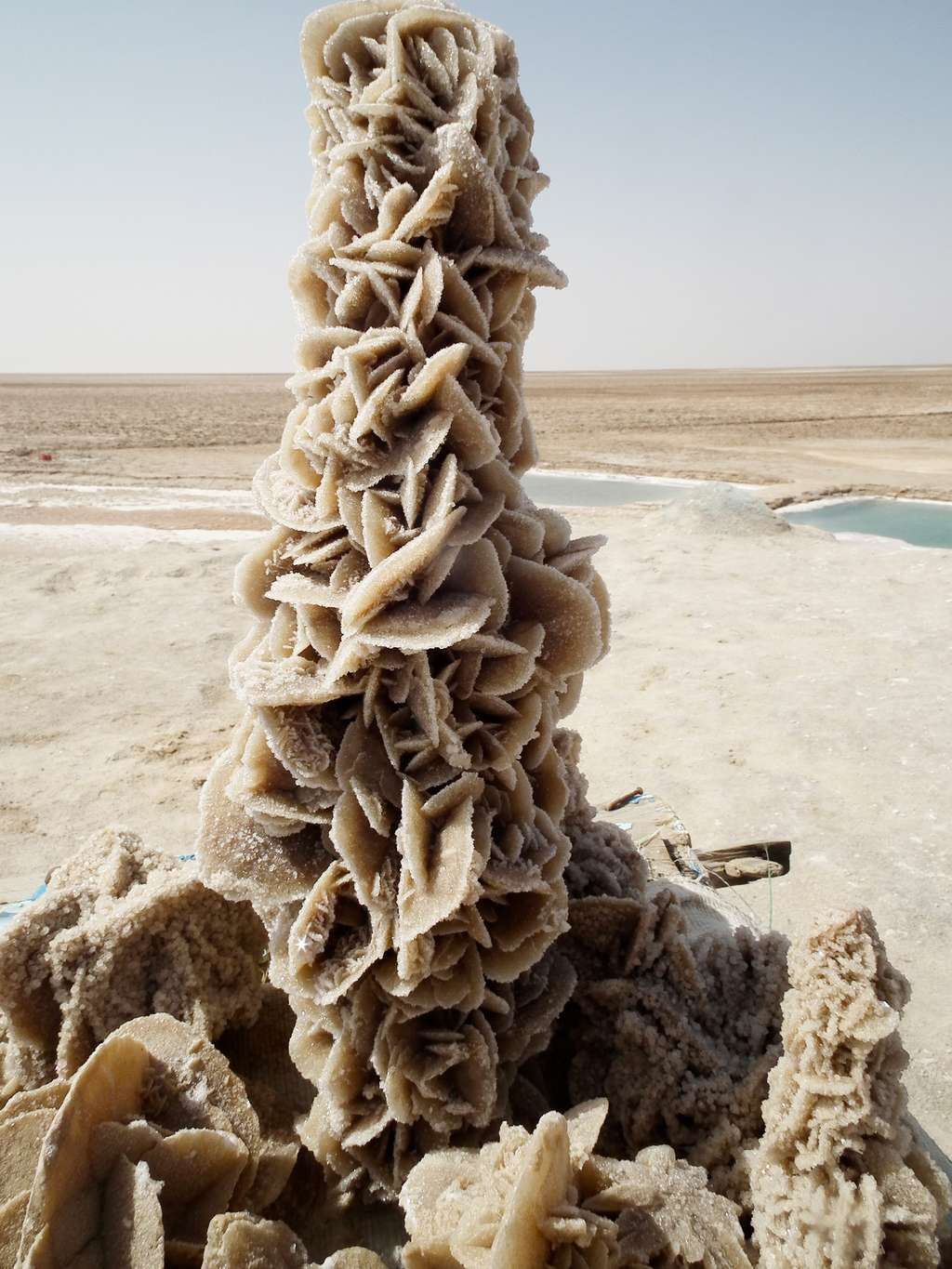 Magnifique rose des sables dans le désert tunisien © Laura Peña, Wikimedia Commons, cc by-sa 3.0