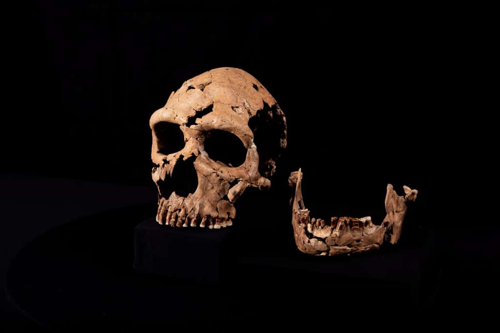 Le crâne de Shanidar Z a été minutieusement restauré pour redonner un visage à cette femme Néandertal © BBC Studios, Jamie Simonds