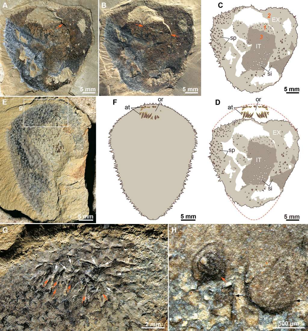 Specimens de fossiles de Shishania. © Zhang Xiguang