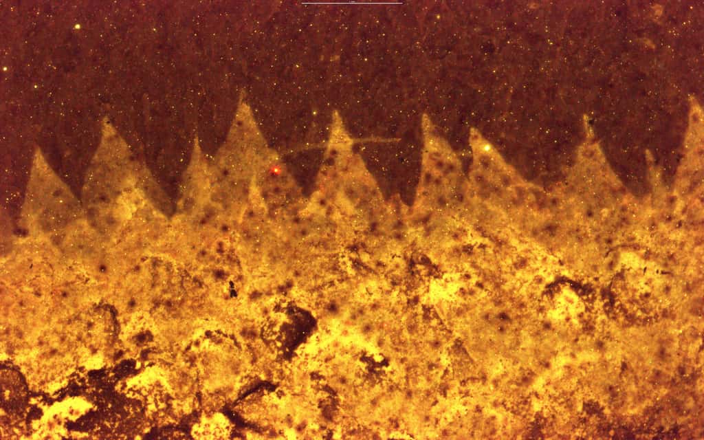 Les nouvelles techniques d'imagerie ont permis d'observer en détail notamment les épines recouvrant le corps de <em>Shishania.</em> © Zhang Xiguang