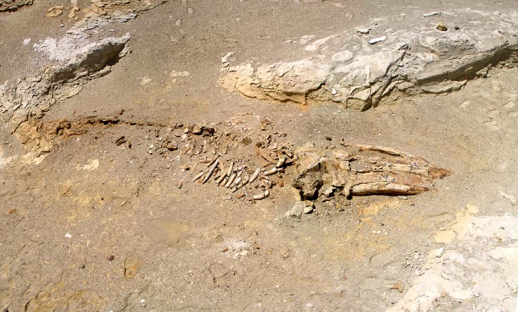 Squelette de baleine datant du Miocène retrouvé dans le désert d'Ica. © JYB Devot, Wikimedia Commons, CC by-sa 4.0 