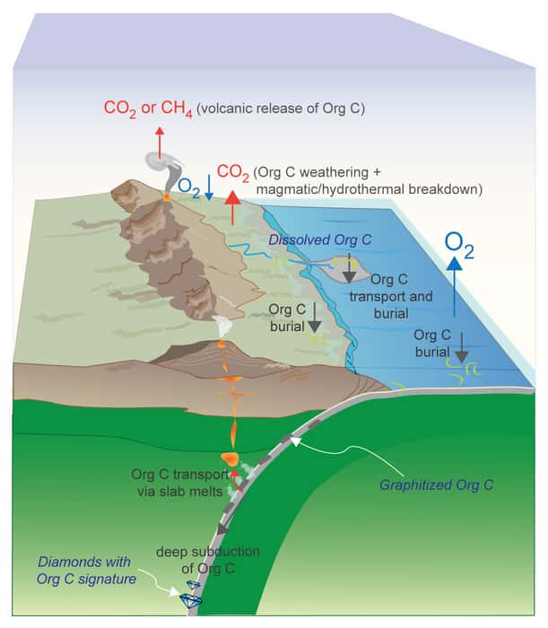 Les différents processus impliqués dans le cycle du carbone, avec notamment l'enfouissement dans les fonds océaniques du carbone organique. © R. Dasgupta, <em>Rice University</em>