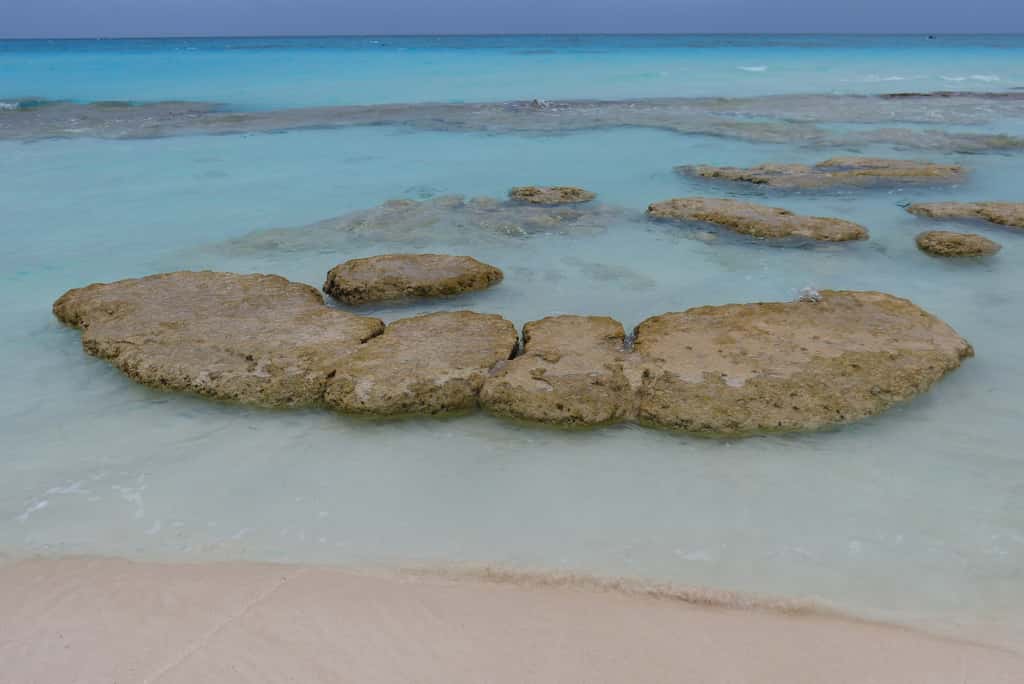 Stromatolites des îles Exumas aux Bahamas. © Vincent Poirier, <em>Wikimedia Commons</em>, CC by-sa 3.0