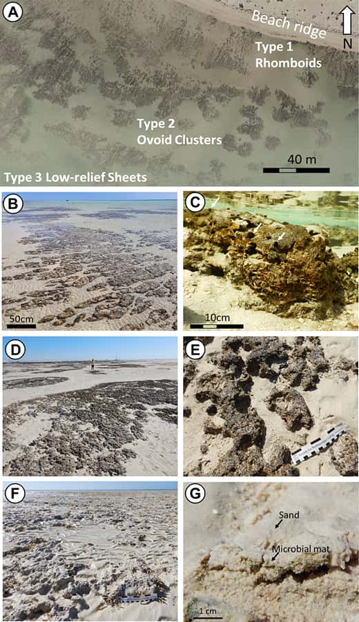 Stromatolites observés au niveau de l'île de Sheybarah, en mer Rouge (Arabie saoudite). © Vahrenkamp et al. 2024, <em>Geology</em>
