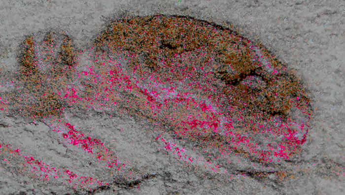 Zoom sur la tête du Cardiodictyon. Le rouge indique les dépôts fossilisés des structures du cerveau. © Nicholas Strausfeld