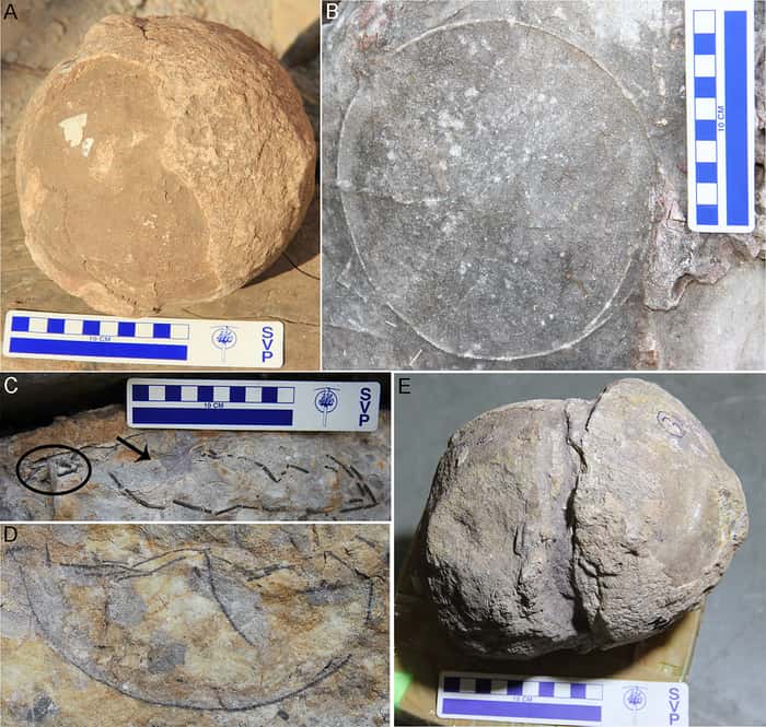 Exemple d’œufs de titanosaure retrouvés en Inde. © Dhiman et al., 2023, <em>PLOS One</em>, CC by 4.0 