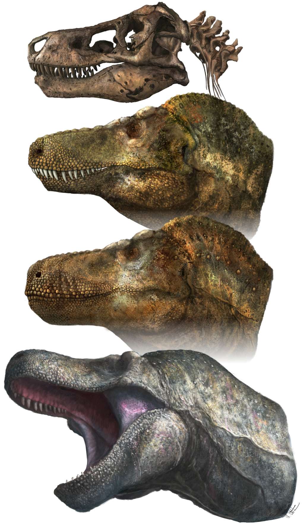 Contrairement à l'image populaire, le tyrannosaure <em>(T. rex)</em> n'aurait peut-être pas eu les dents apparentes, comme représentées sur la deuxième illustration. Elles auraient plutôt été recouvertes par des lèvres (troisième illustration). © Mark P. Witton