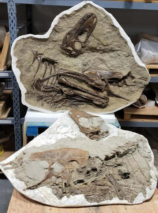 Ce fossile de gorgosaure juvénile renferme les restes de deux petits <em>Citipes</em> (amas d'ossements dans la partie basse). © Darla Zelenitsky