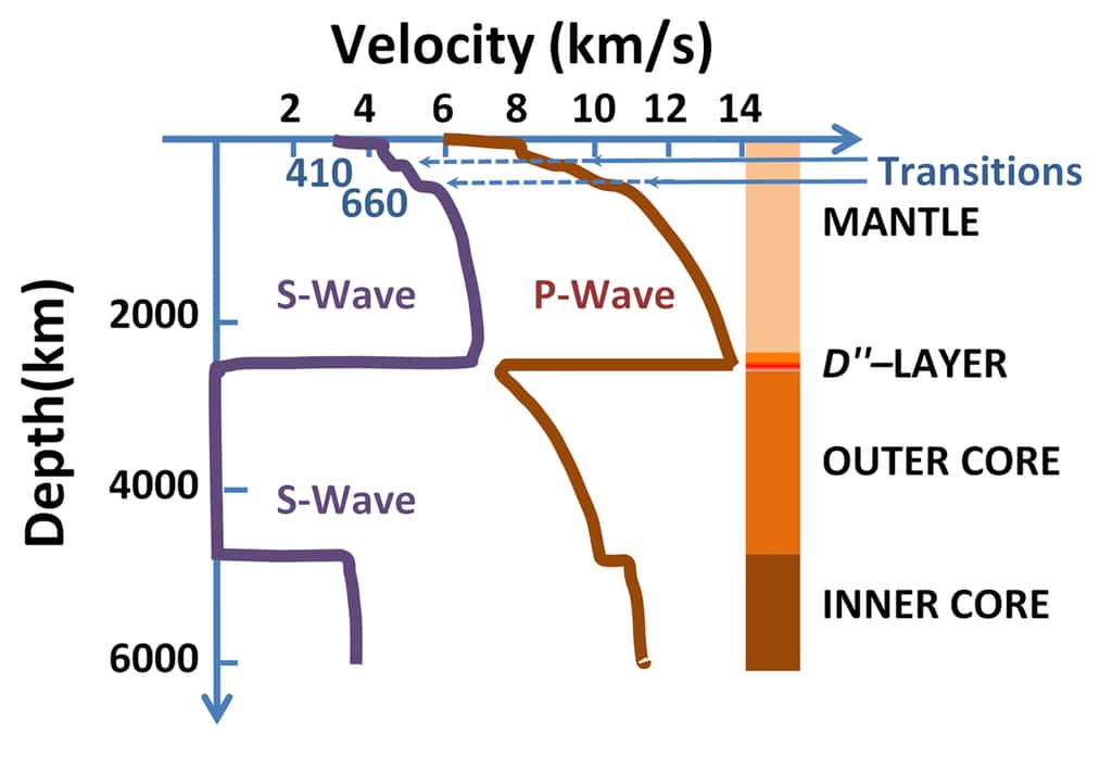 Vitesse de propagation des ondes P (en rouge) et S (en violet) en fonction de la profondeur et des couches terrestres. On voit notamment l’incapacité des ondes S à se propager dans le noyau externe (<em>outer core</em>) © Brews ohare, <em>Wikimedia Commons</em>, CC by-sa 3.0