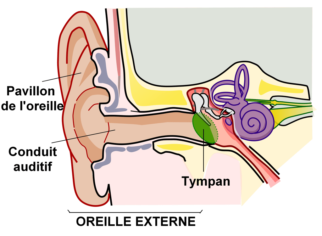 L'otite du baigneur touche la partie externe de l'oreille, en particulier le conduit auditif situé entre le tympan et le pavillon de l'oreille. © Chittka L, Brockmann, Wikimedia Commons, CC by-sa 2.5