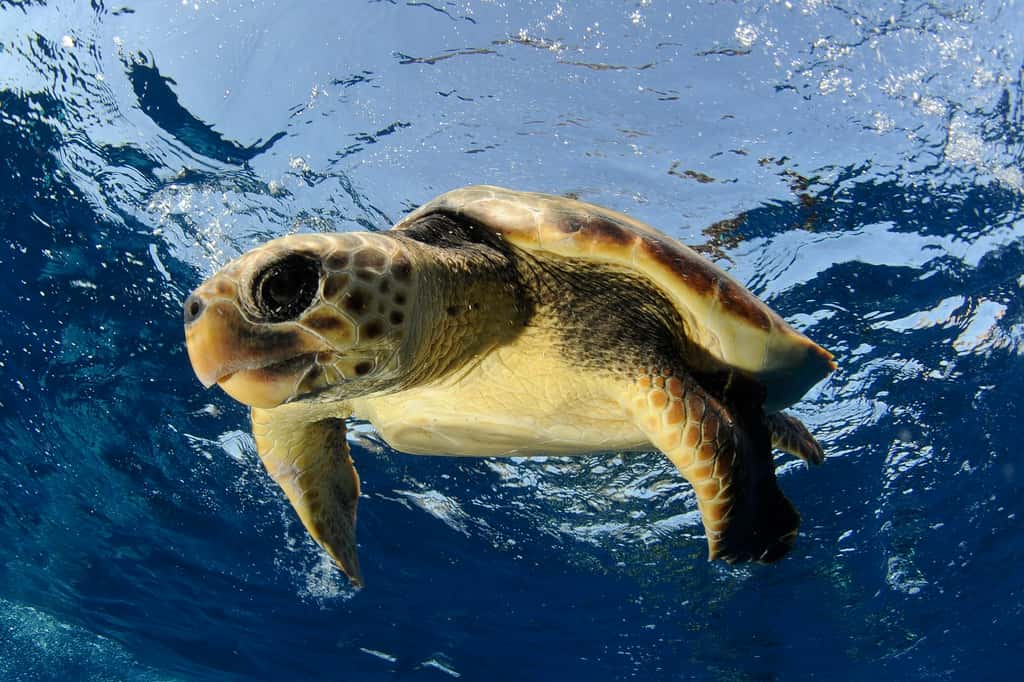 Les tortues marines sont le triste symbole de la pollution plastique des océans. Ici, une tortue caouanne, la plus commune des espèces en Méditerranée. Elle est considérée comme menacée. © N. Barraque