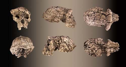 Le crâne de Toumaï a été retrouvé presque complet, comme on le voit sur ces différentes vues d’un moulage. © Didier Descouens, <em>Wikimedia Commons</em>