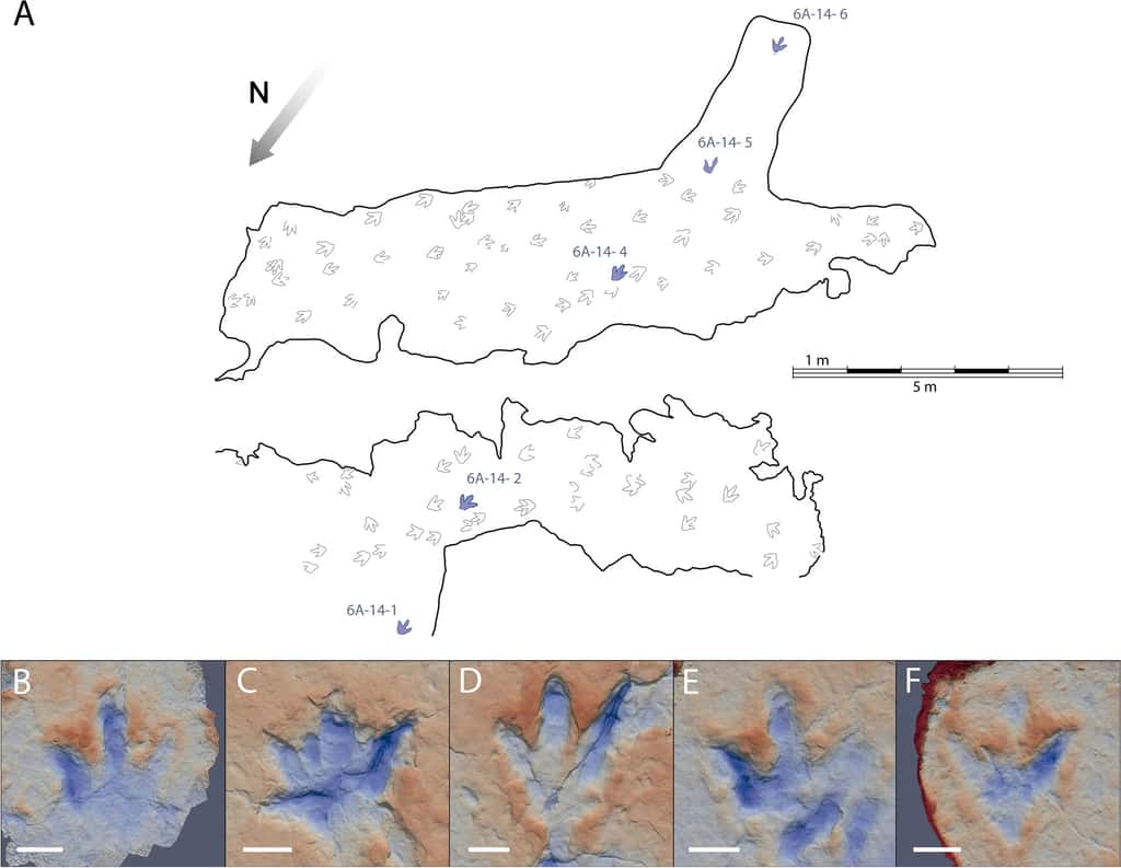 Les empreintes de théropode ayant servi à déterminer la vitesse du spécimen sont celles indiquées en bleu sur la carte. © Navarro-Lorbés et <em>al.</em>, 2021