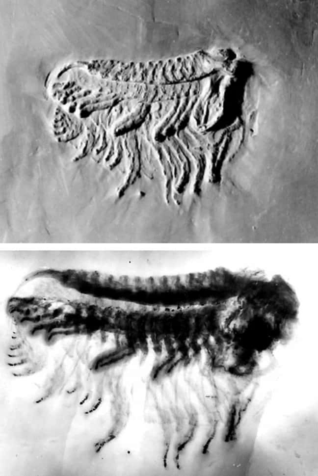 Photographie d'un fossile de trilobite [<em>Chotecops</em> (<em>Phacops</em>) <em>ferdinandi</em>, en haut] et radiographie effectuée par Wilhelm Stürmer (bas). © Schoenemann et <em>al.</em>, 2021
