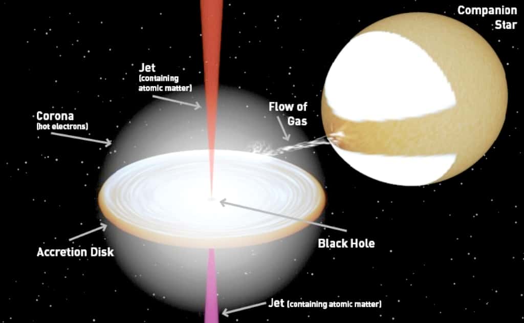 Le flot de gaz d'une étoile alimentant le disque d'accrétion d'un trou noir (<em>black hole</em>) s'échauffe et rayonne dans le domaine des rayons X. L'ensemble est entouré, comme le montre ce schéma, de l'équivalent du plasma de la couronne solaire avec des électrons chauds. On pense maintenant que les jets de matière s'élevant parallèlement à l'axe de rotation du trou noir contiennent des atomes ionisés en plus d'électrons. © J. Miller-Jones (Icrar), avec un programme crée par R. Hynes