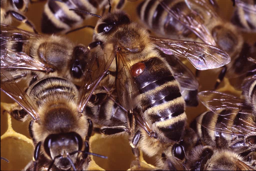 La petite tache est en réalité <em>Varroa destructor</em>, un acarien parasite de l'abeille. En la piquant, celui-ci se nourrit de son hémolymphe et l'affaiblit, et peut lui transmettre virus et autres agents infectieux. Notamment le virus mortel de la paralysie chronique, ou « maladie noire ». © Klaus Nowottnick, Adobe Stock