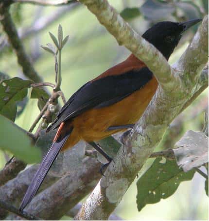 Le Pitohui bicolore fait partie des rares espèces d’oiseaux vénéneux. © markaharper1, <em>Wikimedia Commons</em>