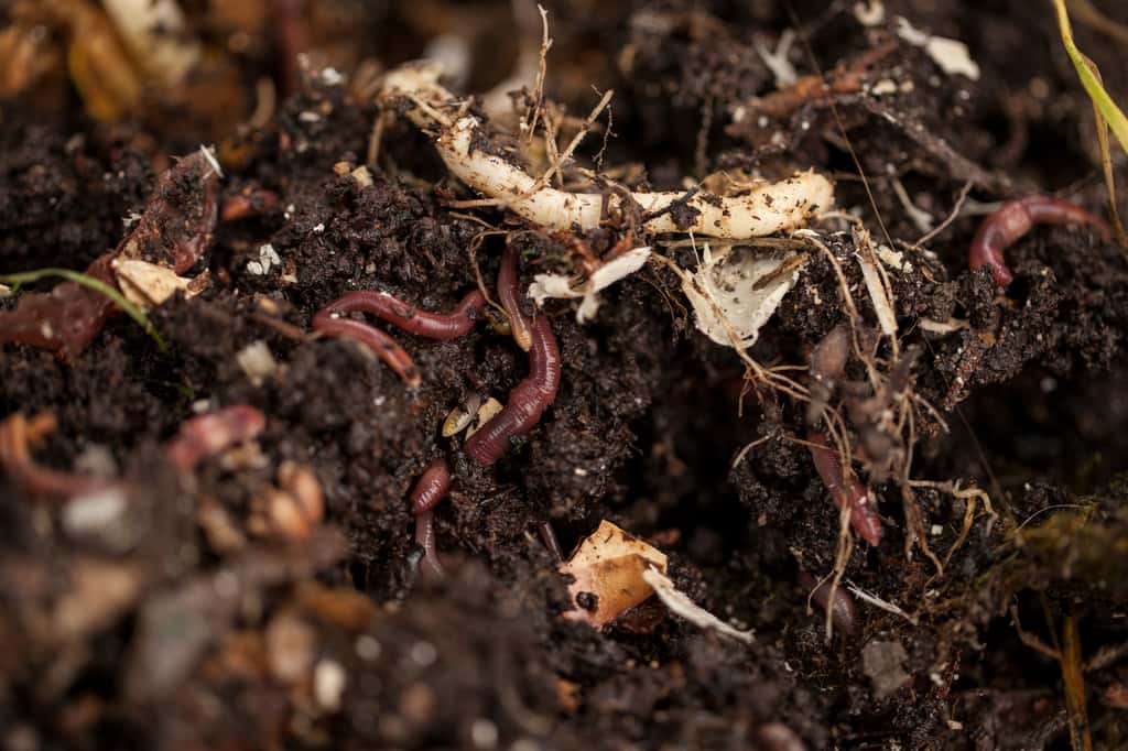 La décomposition des feuilles mortes permet de nourrir les petits organismes vivants du sol : ils nourrissent d'autres animaux ensuite et permettent aussi d'avoir un sol riche favorisant la végétation. © jbphotographylt, Adobe Stock  