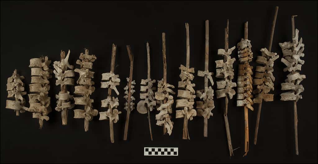 Des vertèbres humaines enfilées sur des roseaux proviennent de tombes dans la vallée de Chincha. © Photographie de C. O'Shea, Bonger et al, 2022