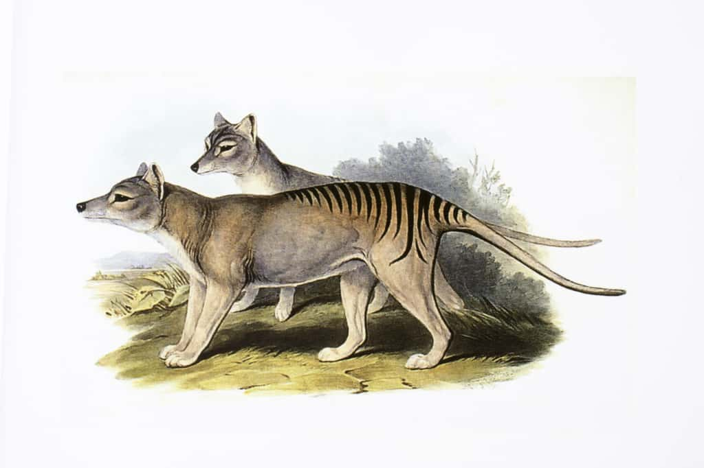 Une gravure représentant un couple de thylacines. © Pixaterra, Adobe Stock