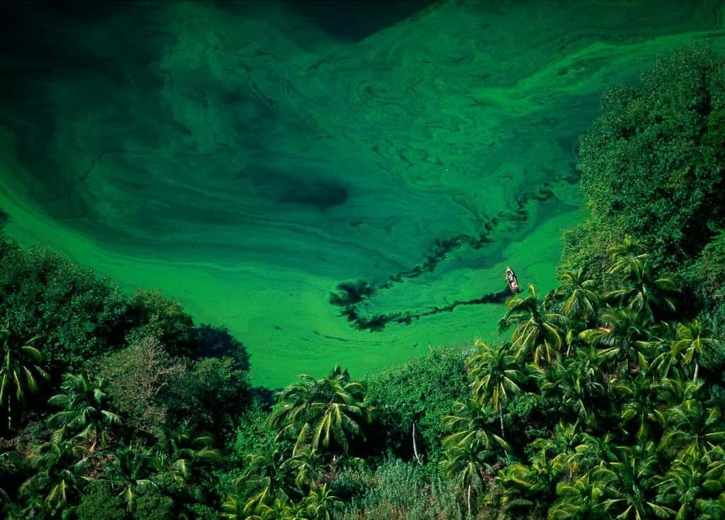 Lagune de Los Micos dans la région de San Pedro Sula, Honduras (15°47’ N – 87°35’ O). © Yann Arthus-Bertrand
