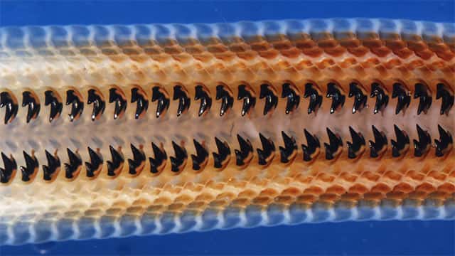 Une section d'une radula de Crytochiton stelleri, montrant ses dents. © Derk Joester et Linus Stegbauer, <em>McCormick School of Engineering</em>, Northwestern