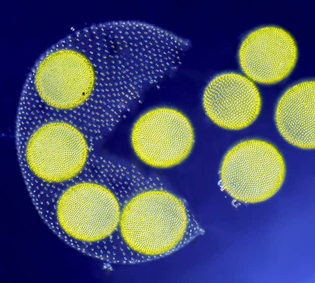 Une algue du genre Volvox libérant des colonies filles, le tout grossi 100 fois. © Jean-Marc Babalian