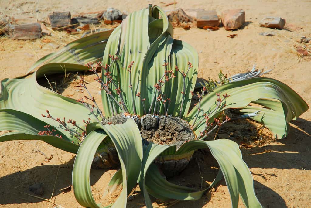 La Welwitschia à l'état sauvage dans le désert du Namib. © Cezary Wojtkowski, Adobe Stock