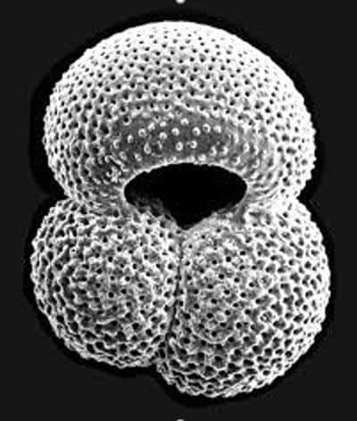 La composition isotopique du bore des coquilles de zooplancton fossilisées est d'une grande aide pour estimer les taux de CO<sub>2</sub> atmosphérique des derniers millions d'années. © University of Southampton