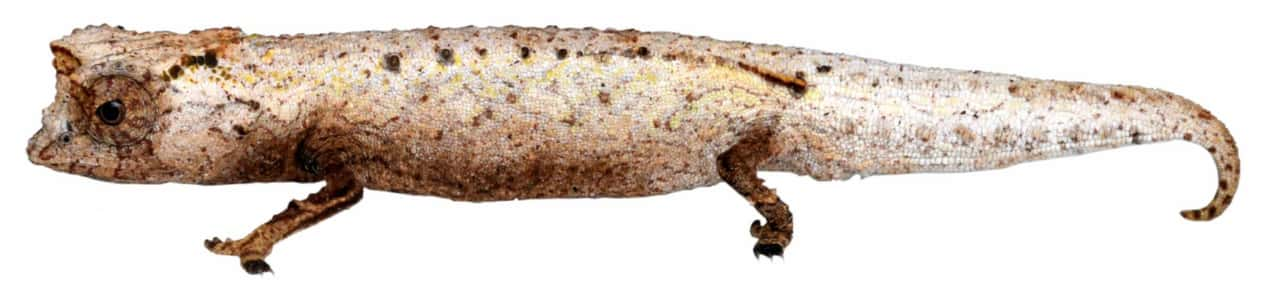 Brookesia-nofy