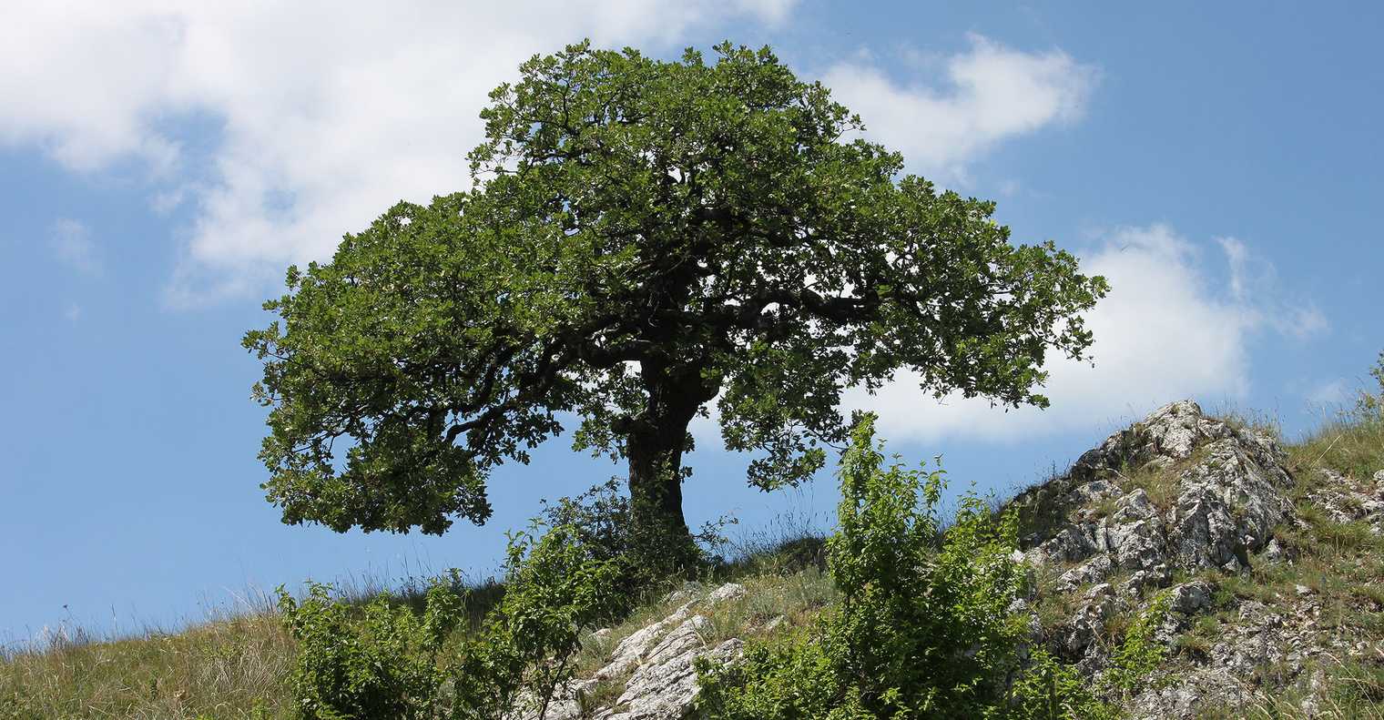 Les véritables chênes de Provence: les chêne pubescents ou chênes blancs